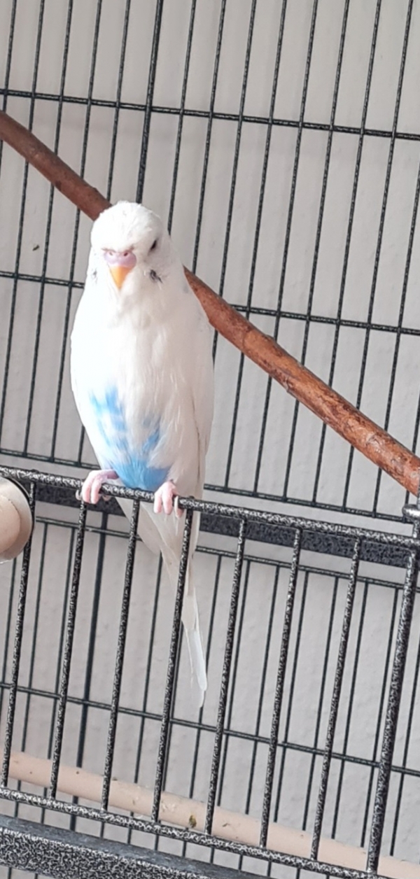 Bubi