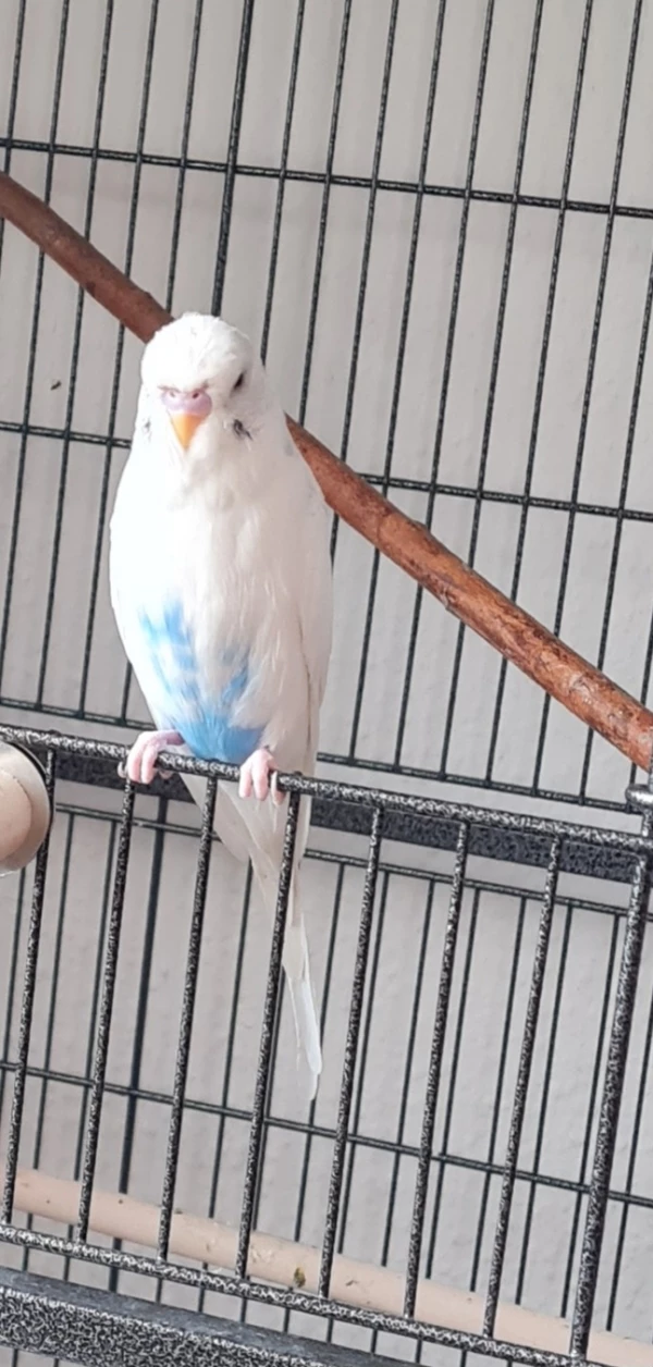 Wellensittich-Bild: Bubi der Wartende