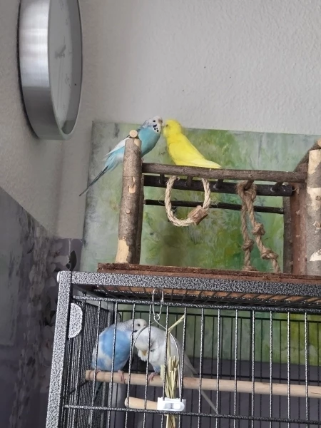Wellensittich-Bild: Jetzt hat es auch bei Zitrone und Liese gefunkt. Jetzt hat jeder Welli einen Partner gefunden. 