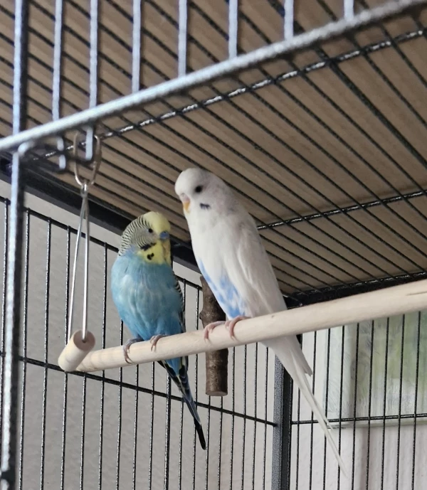Wellensittich-Bild: Bubi weiss, hält Coco blau eine Standpauke.
Coco wird dabei immer kleiner.