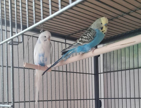 Wellensittich-Bild: Bubi sagt zu Coco:
Wenn ich mit schaukeln fertig bin darfstdu auch mal.