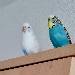 Bubi und Coco 