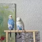 Familienzwist 