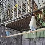 Frühstück mit Vogelmiere 