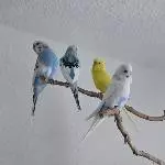 Schwarm Besprechung 