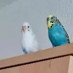 Bubi und Coco 