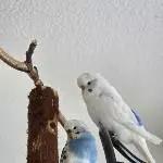 Chillen am Mittag 