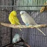 Putzrunde