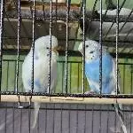 Bubi und Liese 