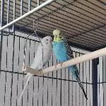 Coco und Bubi 