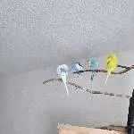 Meine Sauberkeitswellis
