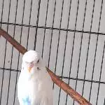 Bubi der Wellensittich 