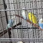 4 Piepsies 