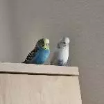 Wartenden Bubi und Coco 