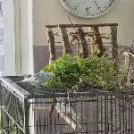  Vogelmiere lecker Grünzeug 