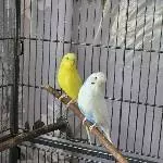 Bubi und Zitrone 