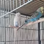 Guten Morgen,sagen Bubi und Coco 