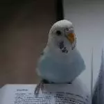 Ida reading