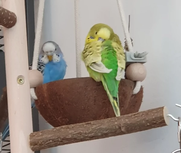 Wellensittich-Bild: Wenns um Hirse und allgemein Essen geht, verstehen die beiden keinen Spaß.So tun als ob sie schlafen.. Wer sich bewegt verliert und aus dem nichts kriegt einer von beiden eine drüber. Der ewige Machtkampf ums Essen. ^^ 