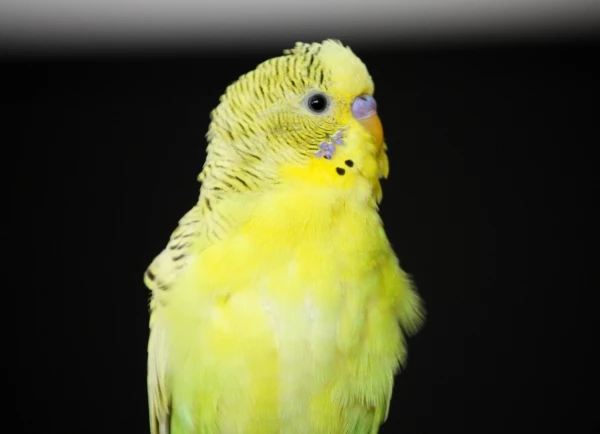 Wellensittich-Bild: Der kleine Flauscheball federt momentan ziemlich, aber es wird schon besser. :) 