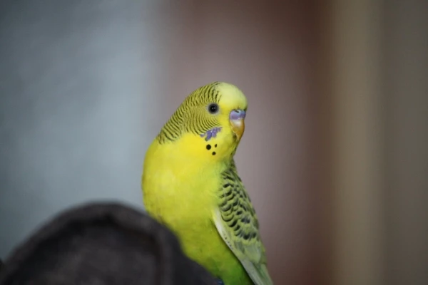 Wellensittich-Bild: Kiwi ist schon immer sehr neugierig gewesen und jetzt hat er was neues für sich entdeckt. Die Schaukelstühle. Die Felo freut sich jetzt schon drauf die ganzen Häufchen weg zu machen...^^