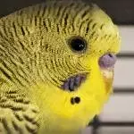 Kiwi Nahaufnahme 