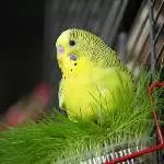 Kiwi und die Kräuterwiese