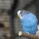 Blue auf ihrem Vogelbaum 