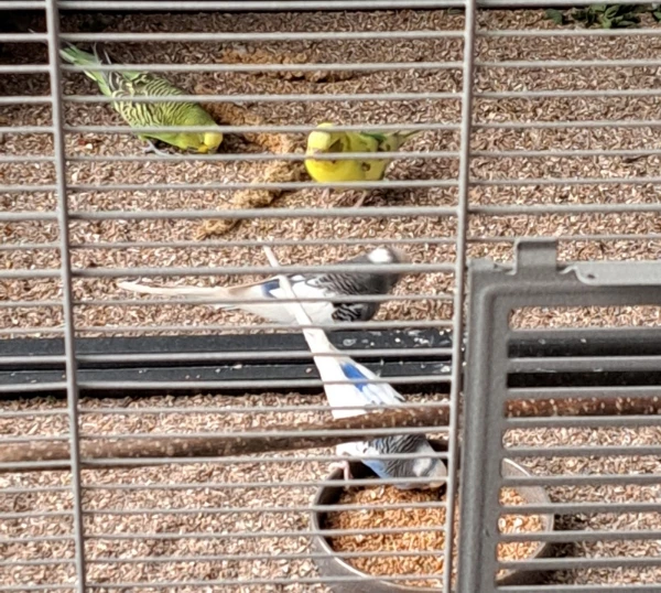 Wellensittich-Bild: Die Wellis treffen sich immer zu viert auf dem Muschelsandgrit zum Körnerpicken.