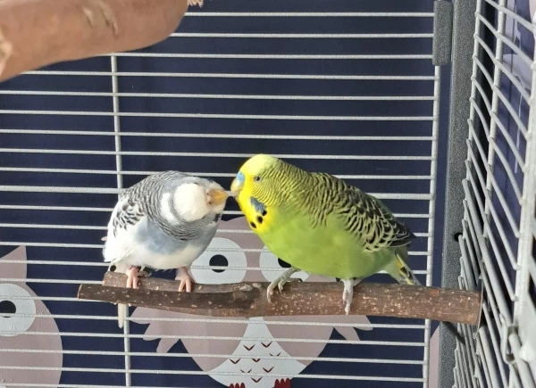 Wellensittich-Bild: Zwei die sich sehr mögen mein paar Maya und Oli beim gegenseitigen kraulen und füttern.
