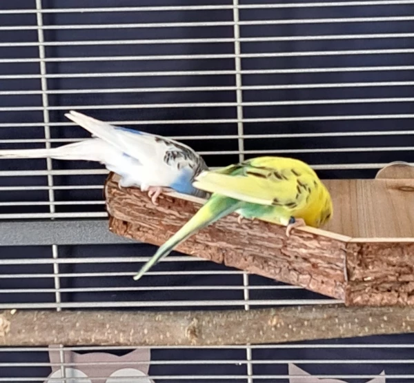 Wellensittich-Bild: Freddy und Sunny sehen sich das neue Brett genau an. Was gibt es den da raus?