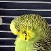 Sunny
