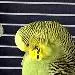 Oli