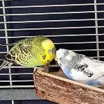 Freddy und Oli