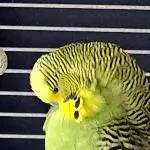 Neuzuwachs