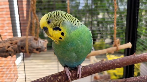 Paco