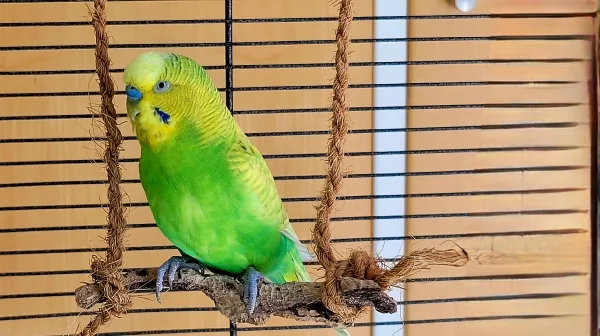 Wellensittich-Bild: Gizmo liebt seine Schaukel