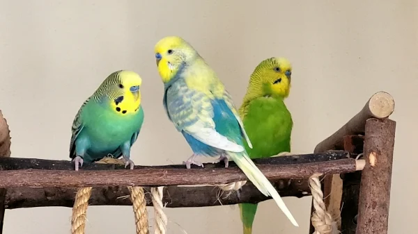 Wellensittich-Bild: Drei Wellensittiche auf einem tollen Vogelspielplatz.