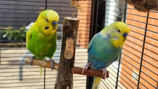 Wellensittich-Bild: Pepe und Gizmo schaukeln auf ihrer Vogelspielzeugschaukel.