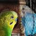 Gizmo und Lilli 