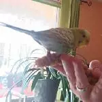 Mirabelle das erste Mal auf der Hand