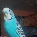 Bruno der Poser 