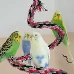 Pini, Fery, Teddy, Saphi