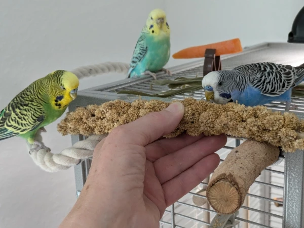 Wellensittich-Bild: Neuankömmling Micki traut sich Hirse aus der Hand zu fressen
