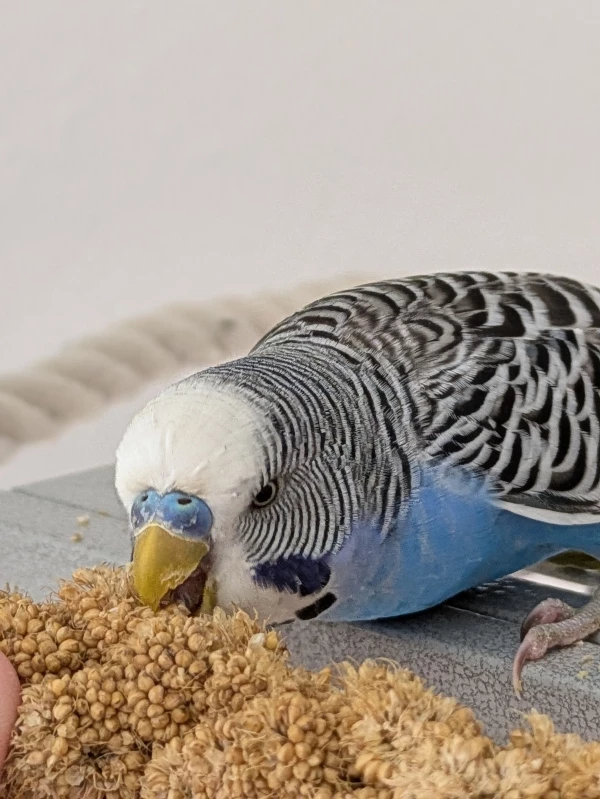 Wellensittich-Bild: Das ist Micki mein Neuzugang ca. 5 Jahre.
Er verliert langsam seine Scheu und integriert sich in der Gruppe 

