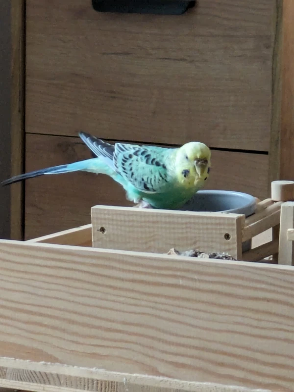 Wellensittich-Bild: Ronja in der Wühlkiste