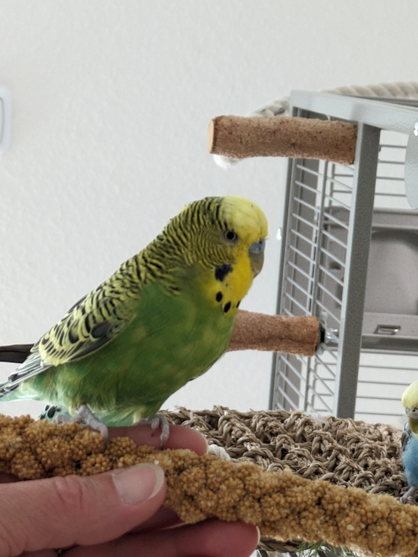 Kiwi