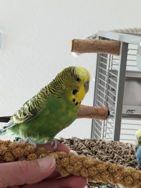 Wellensittich-Bild: Kiwi nascht Hirse
