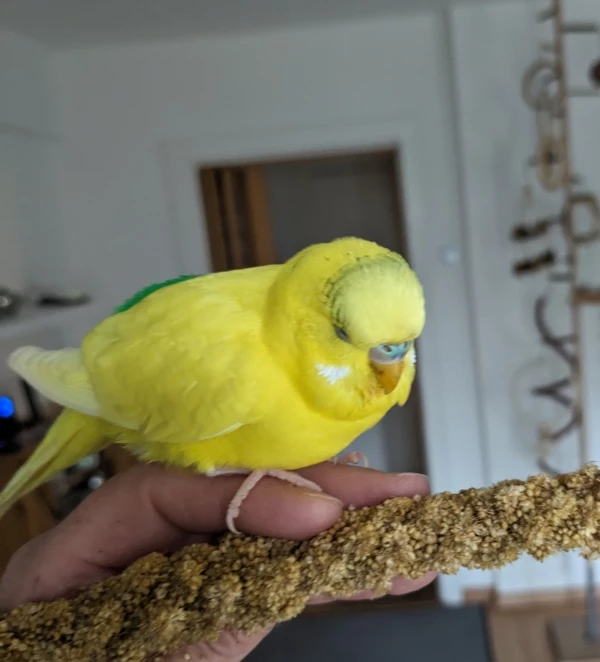 Wellensittich-Bild: Sydney liebt Kolbenhirse und fliegt schon auf die Hand