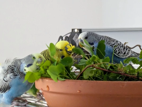 Wellensittich-Bild: Kiki, Kiwi und Mickey fressen genüsslich Grünzeug aus dem Garten.